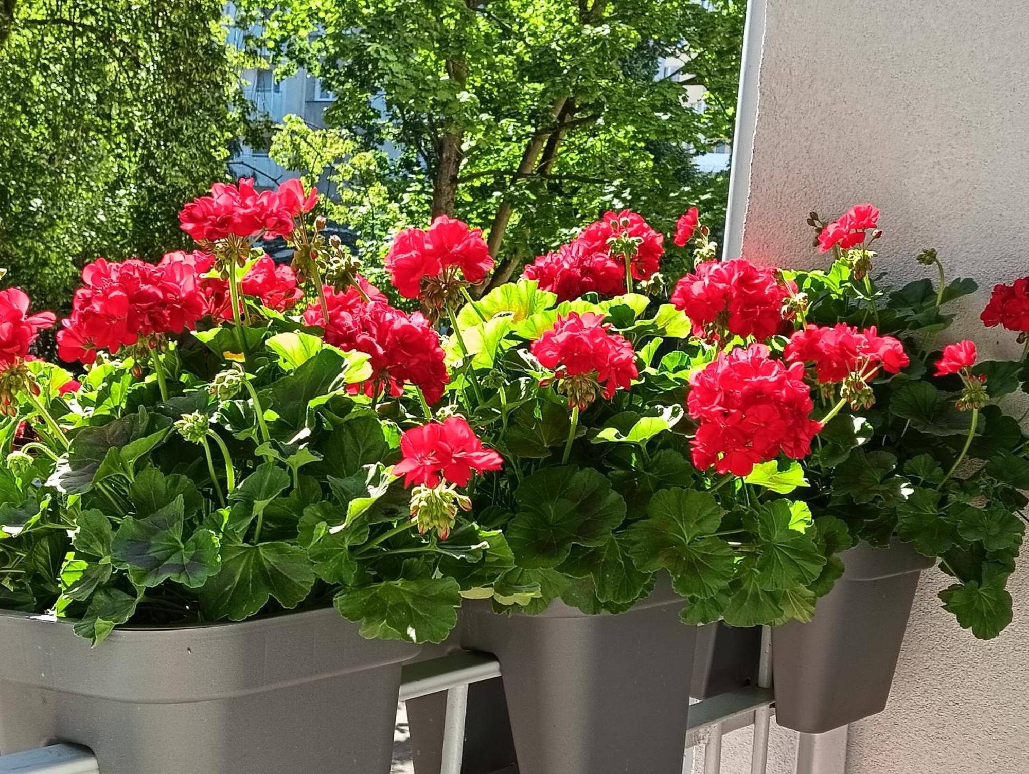 Apartament Ale Laba Kołobrzeg Kültér fotó